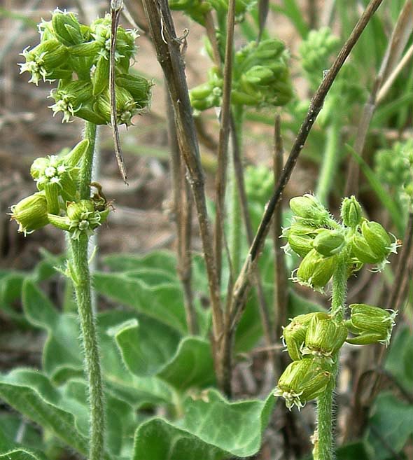 Matelea
