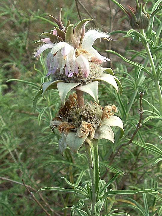 Monarda