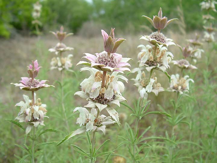Monarda
