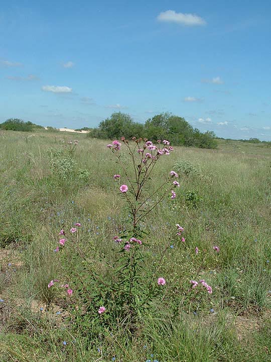 Palafoxia