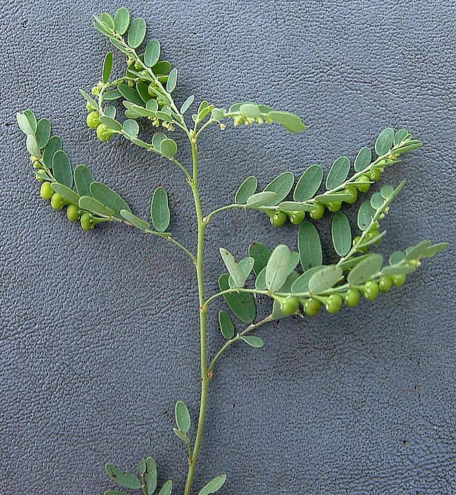 Phyllanthus