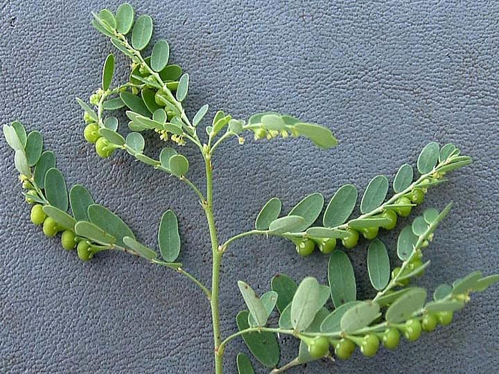 Phyllanthus