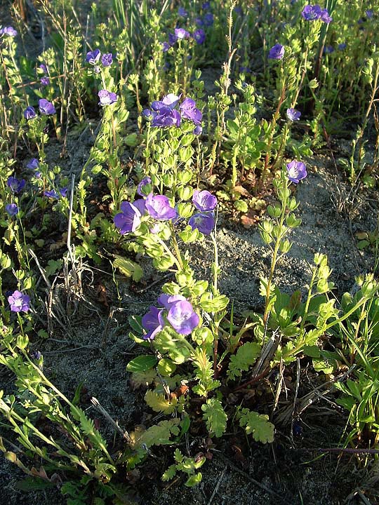 Phacelia