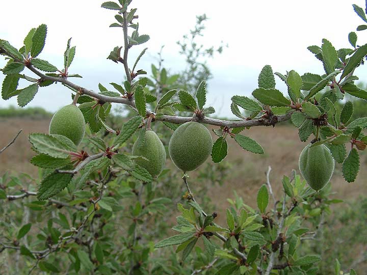 Prunus