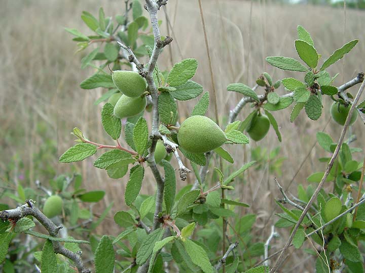 Prunus