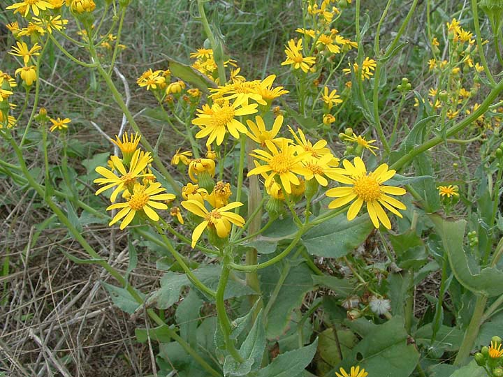 Senecio