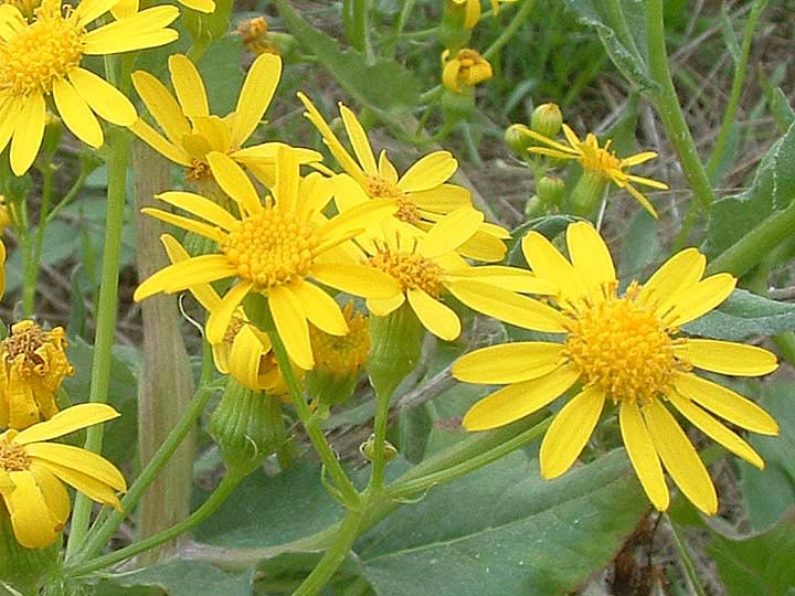 Senecio