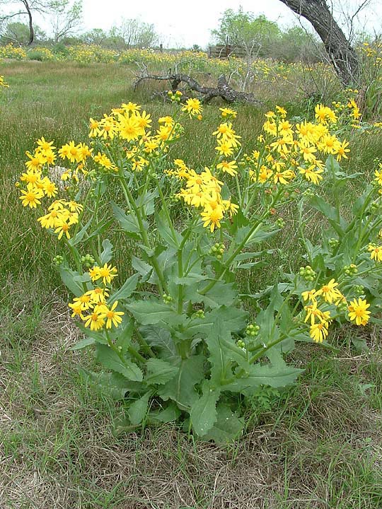 Senecio