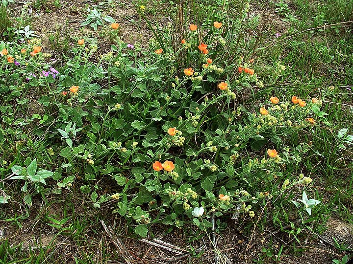 Sphaeralcea