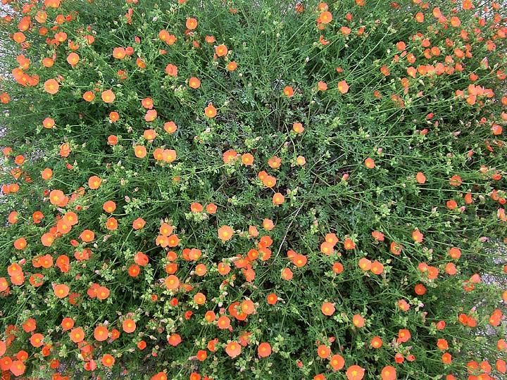 Sphaeralcea