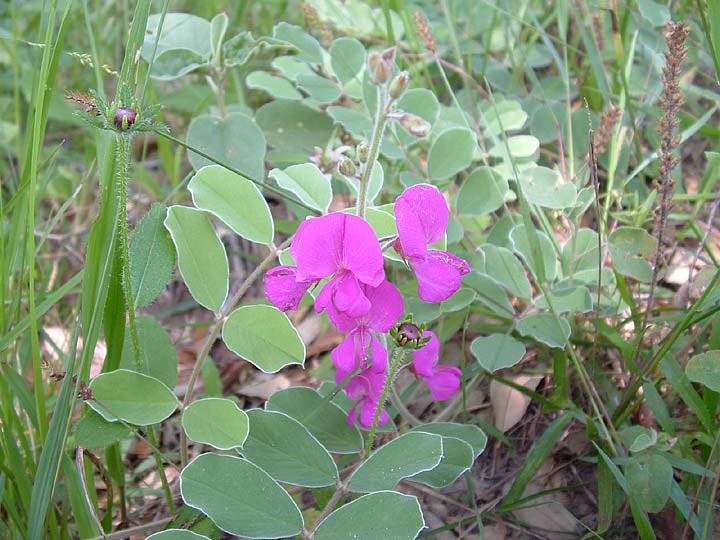 Tephrosia