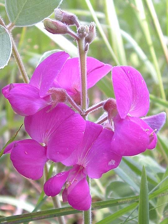 Tephrosia