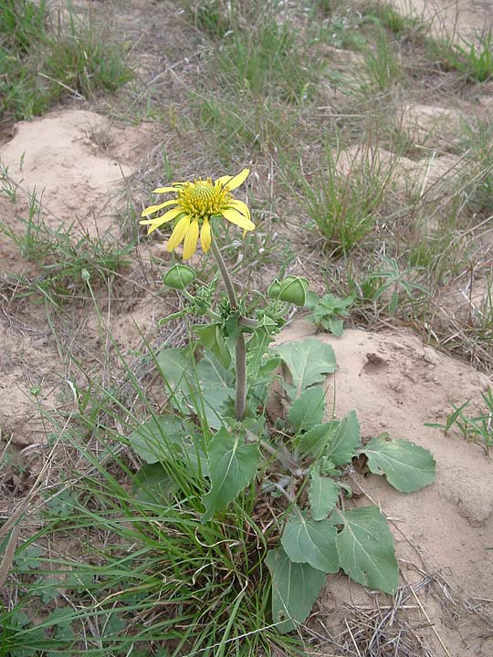 Tetragonotheca