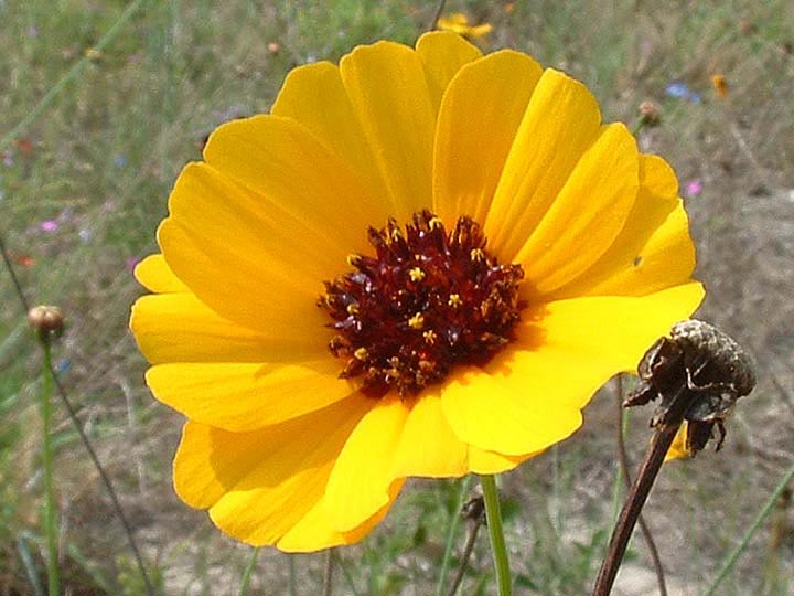 Thelesperma