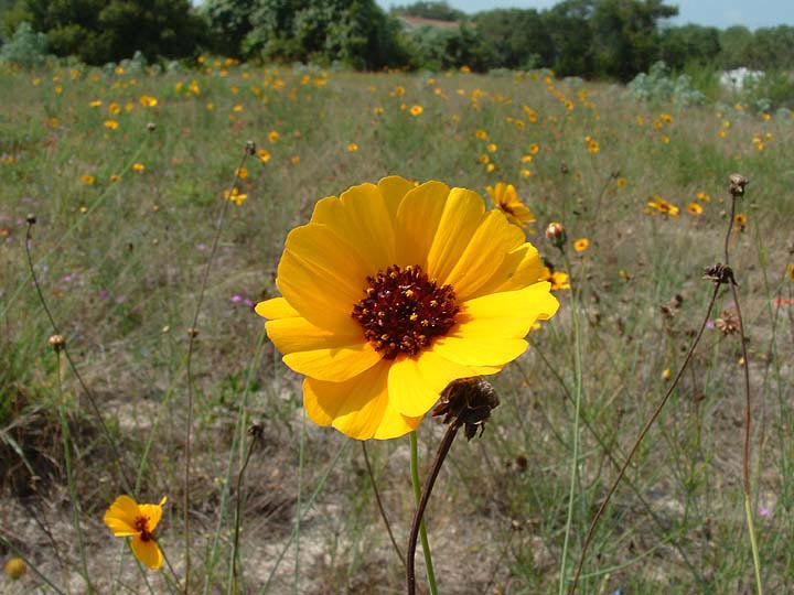 Thelesperma