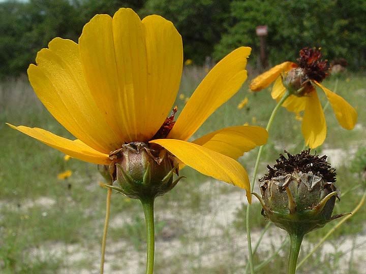 Thelesperma