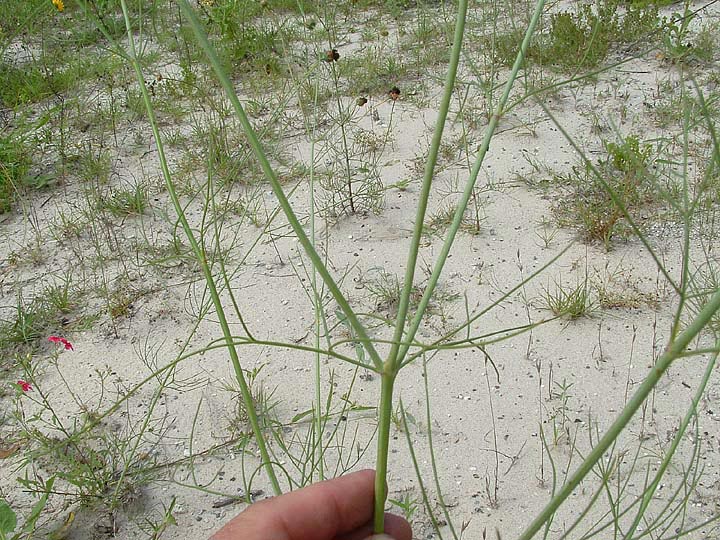 Thelesperma