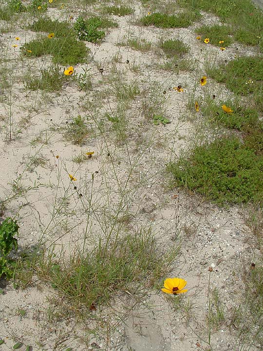 Thelesperma