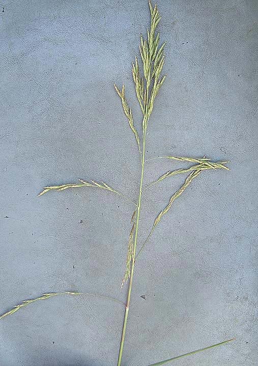 Vaseyochloa