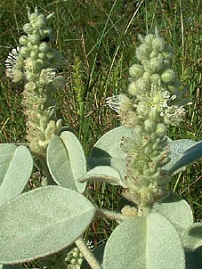 Croton coryi