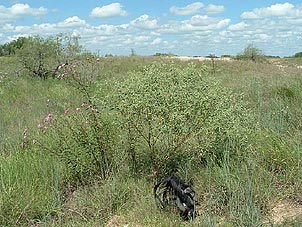 Croton parksii