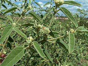 Croton parksii