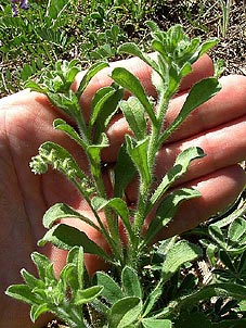 Cryptantha texana