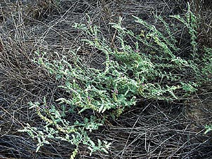 Dalea austrotexana
