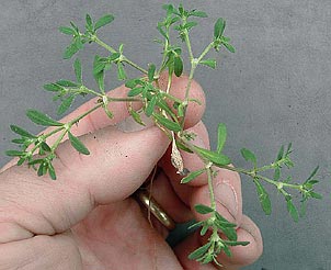 Houstonia croftiae