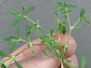 Houstonia croftiae