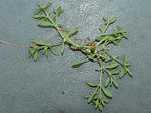 Houstonia croftiae