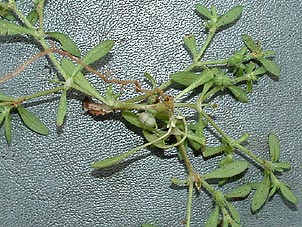 Houstonia croftiae