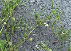 Houstonia subviscosa