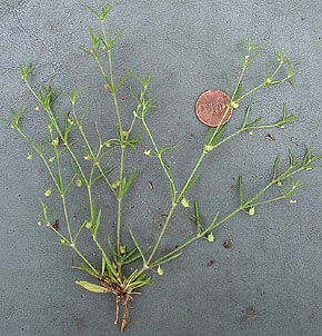 Houstonia subviscosa