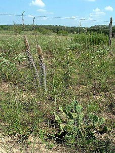 Liatris carizzana