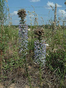 Liatris carizzana