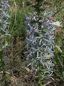 Liatris carizzana