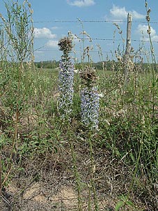 Liatris carizzana