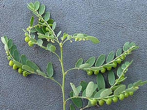 Phyllanthus abnormis