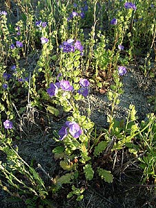 Phacelia patuliflora