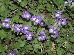 Phacelia patuliflora