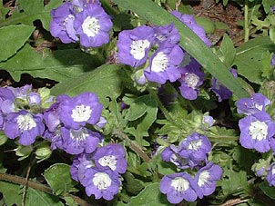 Phacelia patuliflora