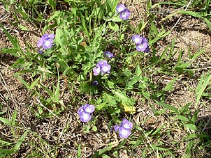 Phacelia patuliflora