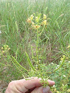 Polanisia erosa</i> ssp. <i>breviglandulosa