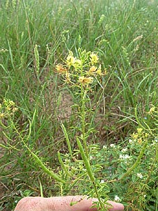 Polanisia erosa</i> ssp. <i>breviglandulosa