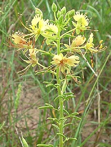 Polanisia erosa</i> ssp. <i>breviglandulosa