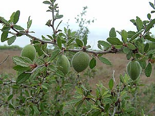 Prunus texana