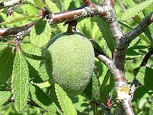 Prunus texana