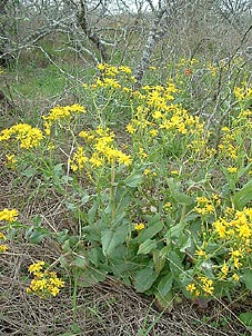 Senecio ampullaceus