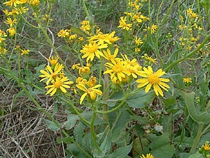 Senecio ampullaceus